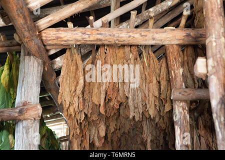 Tobacco Leaves in the drying and curing process ,Cuba Tobacco, Cigar wrapper Stock Photo