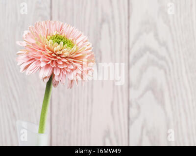 Pink Gerbera Daisy In Vase Stock Photo