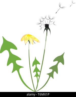 Yellow and white dandelion vector illustration Stock Vector