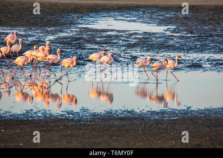 Flock of pink flamingos in Namibia on sunset Stock Photo