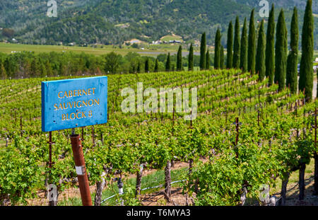 Cabernet Sauvignon wine grape variety sign in vineyard Stock Photo