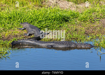 American Alligators (Alligator mississippiensis) bask in the sun in Kissimmee Prairie Preserve State Park in Florida. Stock Photo