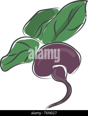Drawing of a fresh beetroot with large leaves directly from the farm vector color drawing or illustration Stock Vector