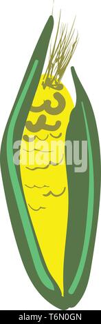 Raw corn of a rough sketch in yellow and green color vector color drawing or illustration Stock Vector