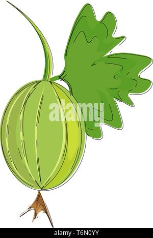 A fresh Indian gooseberry with a leaf vector color drawing or illustration Stock Vector