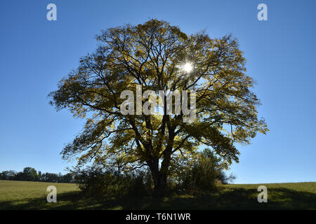 sycamore maple, maple in frontlighting