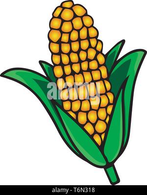 A corn which is bright yellow in colour with fresh green leaves vector color drawing or illustration Stock Vector