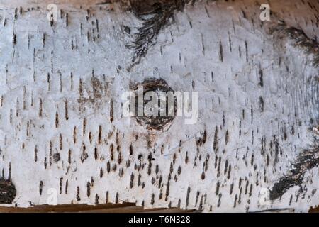 Birch logs lying on the ground. Top and side view. Stock Photo