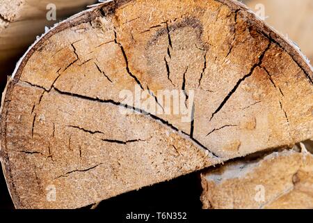 Birch logs lying on the ground. Top and side view. Stock Photo