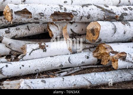 Birch logs lying on the ground. Top and side view. Stock Photo