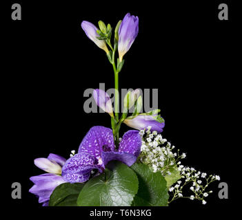 Flower arrangement of a blue vanda isolated on black Stock Photo
