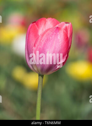 Single tulip with shallow depth of field Stock Photo