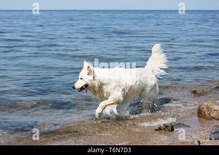 White swiss shepherd retrieving a branch out of the water Stock Photo
