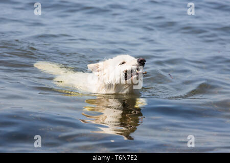 White swiss shepherd retrieving a branch out of the water Stock Photo