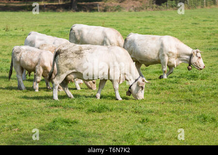 White cows in Dutch pasture Stock Photo