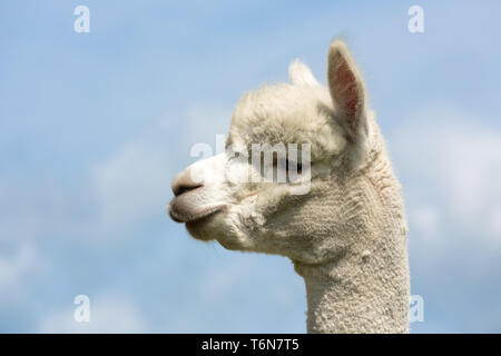 Portrait of a peruvian alpaca in a Dutch animal park Stock Photo