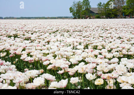 White tulip field in the Netherlands Stock Photo