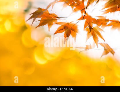 autumn leaves with sun rays, very shallow focus Stock Photo