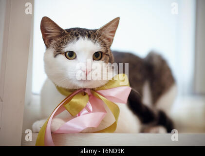 The domestic cat, white with striped spots, with a bow on a neck, lies on a window sill. Stock Photo