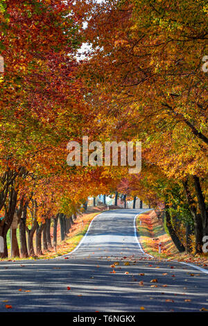 beautiful trees on alley in autumn Stock Photo