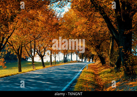 beautiful trees on alley in autumn Stock Photo