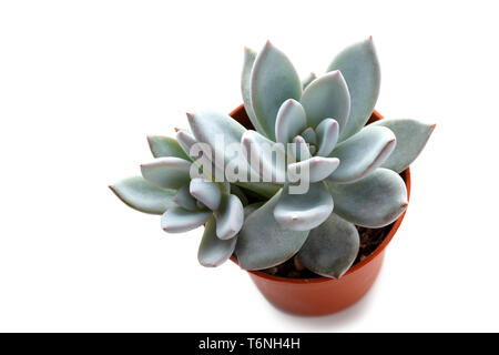 Small succulent in a pot Stock Photo