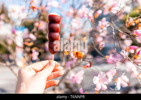 Pink cherry blossom or plum tree flower petals in spring springtime in Nikko, Japan with hand holding adzuki dango dessert Stock Photo