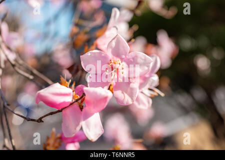 One pink plum blossom tree flower macro closeup of petals during spring springtime in Nikko, Japan Tochigi prefecture Stock Photo