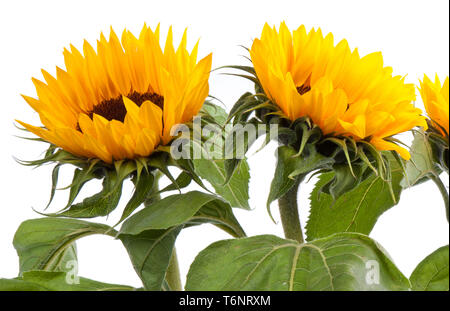 Beautiful yellow sunflowers, isolated on white Stock Photo