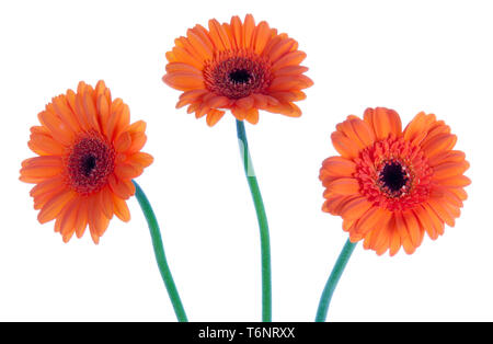 Three beautiful gerbera, isolated on white Stock Photo