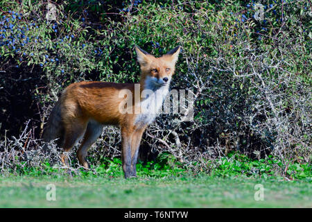 European Red Fox, Germany Stock Photo