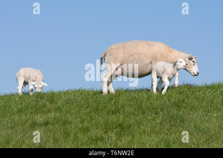 Lambs and mother sheep in the Dutch meadow Stock Photo