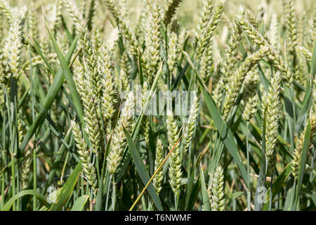 Closeup of ripening wheat Stock Photo