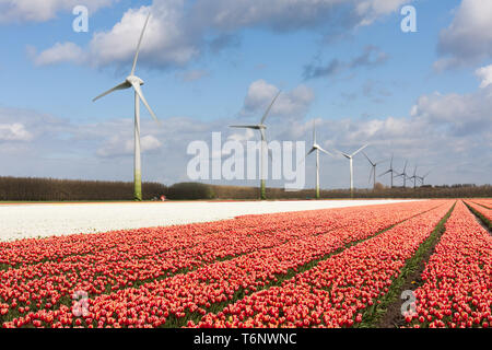 Big Dutch colorful tulip fields with wind turbines Stock Photo