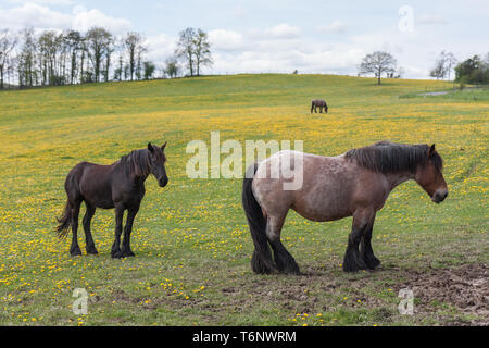 Horses in meadow covered with yellow dandelions Stock Photo