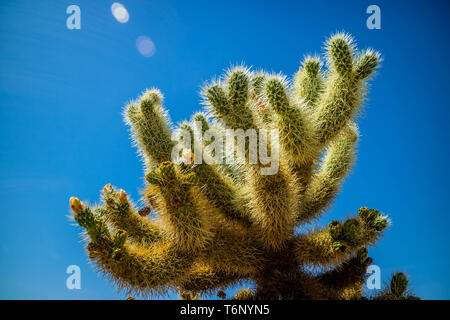 Chain Fruit Cholla Cactus in Joshua National Park, California Stock Photo