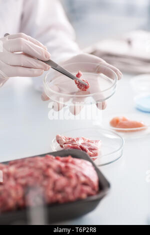 Scientist examining forcemeat in laboratory Stock Photo