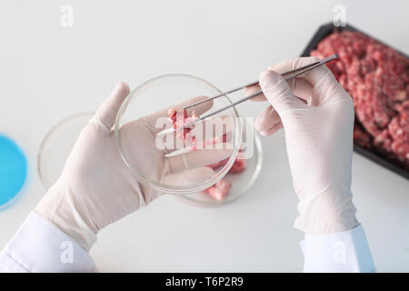 Scientist examining meat sample in laboratory, closeup Stock Photo