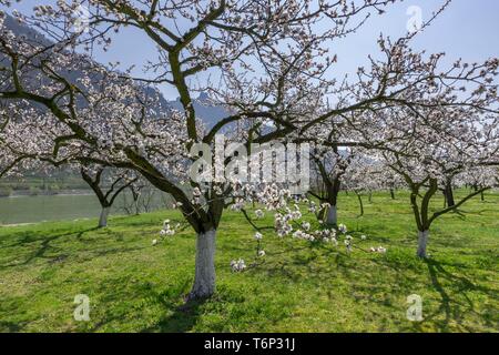Apricot trees (Prunus armeniaca) in full bloom, Wachau, Willendorf, Lower Austria, Austria Stock Photo
