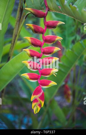 Hanging Lobster-claw (Heliconia rostrata), flower, Izamal, Yucatan, Mexico Stock Photo