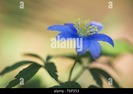 Blue Wood anemone (Anemone nemorosa Royal Blue), Emsland, Lower Saxony, Germany Stock Photo