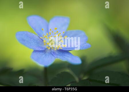 Blue Wood anemone (Anemone nemorosa Royal Blue), Emsland, Lower Saxony, Germany Stock Photo