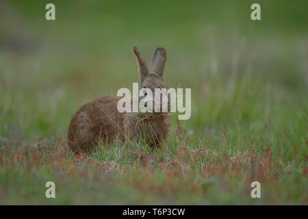 European rabbit (Oryctolagus cuniculus) adult collecting nesting material, Suffolk, England, United Kingdom Stock Photo