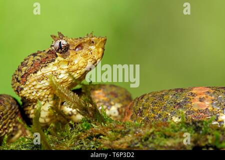 Eyelash viper (Bothriechis schlegelii), animal portrait, Costa Rica Stock Photo
