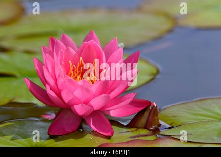Water lily (Nymphaea), variety James Brydon, pink flower, North Rhine-Westphalia, Germany Stock Photo