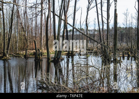 Water & reflections. Boggy swamp area with dead & dying trees next to Luisenhof road, Brandenburg, Germany Stock Photo