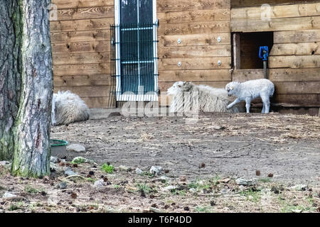 Skudde sheep at the  Schorfheide Game Reserve, in Brandenburg,Germany.The Skudde sheep  is a domesticated German breed that originated in East Prussia Stock Photo