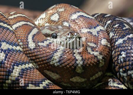 Carpet Python (Morelia spilota variegata), rolled, captive, Germany Stock Photo