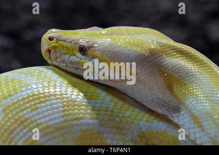 Dark Tiger Python (Python molurus bivittatus), Albino, captive, Germany Stock Photo