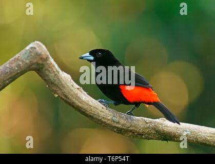 Cherrie's tanager (Ramphocelus costaricensis) sits on branch, Costa Rica Stock Photo